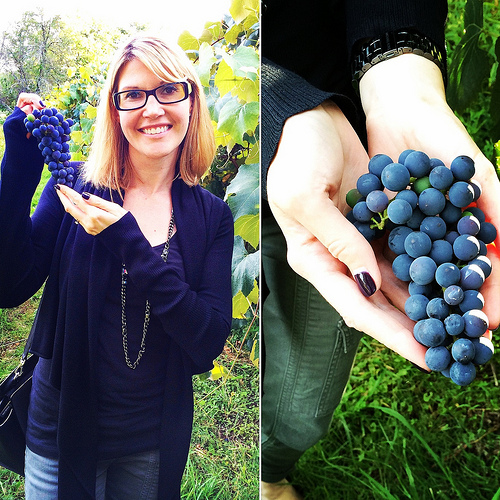Picking Concord Grapes at Meadow Mist Farm with the Welch's RD via Lizshealthytable.com