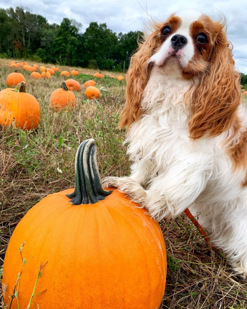 Maggie's dog, pumpkin 